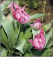  ??  ?? Tulips gone by and ready to be deadheaded, leaving the lush foliage behind.