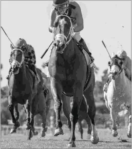  ?? BENOIT PHOTO ?? Conquest Tsunami, a son of Stormy Atlantic, earned a 106 Beyer winning the Grade 3 Daytona Stakes on Feb. 24.