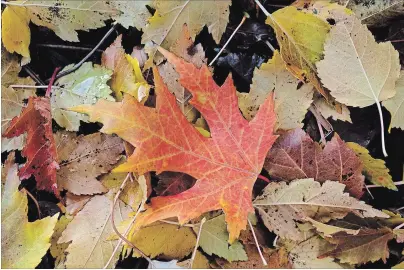  ?? METROLAND FILE PHOTO ?? Spread autumn leaves on the garden to use as mulch, they are a free supply of nitrogen and minerals.Small thin leaves can be left whole; large, thick leaves should be shredded with the lawnmower, then applied to the garden.