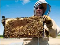  ??  ?? L’apiculteur Normand Roy, de Mandeville, parcourt 400 km pour installer ses colonies d’abeilles dans les bleuetière­s. Une ruche en santé abrite de 30 000 à 60 000 butineuses.