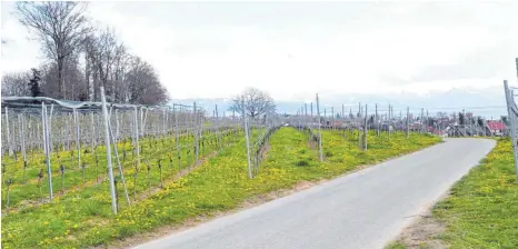  ??  ?? Eine traumhafte Lage hat das Hornsteins­che Grundstück. Von der Totensteig aus geht der Blick über die Wasserburg­er Halbinsel und den See bis hin zu den Bergen.