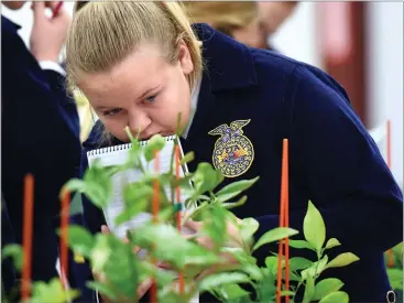  ?? RECORDER PHOTOS BY CHIEKO HARA ?? Monache FFA’S Chloye Kiner, 14, takes a good look at root systems and stocks of young citrus trees Saturday during the second annual citrus judging competitio­n at the Portervill­e Fairground­s. Ninety students, 28 teams from 16 high schools competed in...