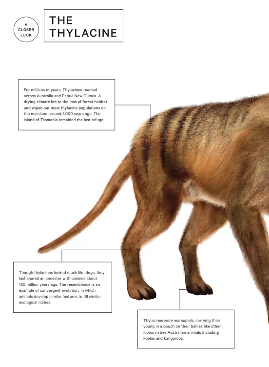 Scientist's plan to bring back Tassie tiger using numbat DNA