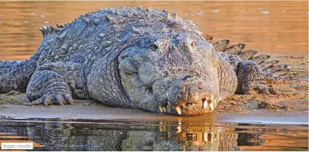  ?? ?? Mugger crocodile