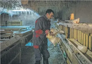  ?? IVOR PRICKETT/THE NEW YORK TIMES ?? Jean-Michel Sibelle checks on some of the prized chickens on his farm near Bourg-en-Bresse, France, in February. Exasperate­d by EU regulation­s, Sibelle is looking to sell his family farm.