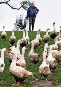  ?? RP-FOTO: DIETRICH JANICKI ?? Gans im Glück – aber nicht auf Dauer. Bauer Johannes Kircher mit seinem Federvieh, das noch richtig Auslauf hat.