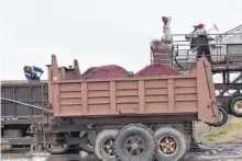  ??  ?? Tens of thousands of pounds of berries can be harvested in a single day using the wet harvest method.