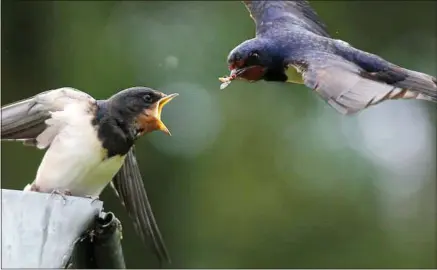  ??  ?? Certaines hirondelle­s pourraient être déboussolé­es par le mercure, qui devrait rester bas cette semaine.