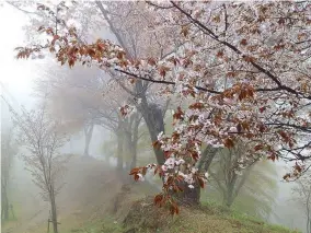  ??  ?? A last surviving tree with cherry blossoms at Mt. Yoshino’s Naka Senbon