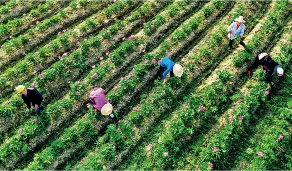  ??  ?? Début mai, des agriculteu­rs s’occupent des champs de pivoines en fleurs dans le parc industriel de médecine traditionn­elle chinoise du bourg de Jinniu, dans le district de Lujiang (province de l’Anhui).