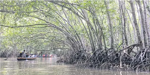  ??  ?? TRANQUIL HIDEAWAY: This mangrove tunnel is one of many little-known tourist destinatio­ns in Pattani.