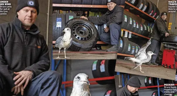  ?? ?? UnDeR his wing Bruce cares for gull at his tyre centre
PecKish Bruce feeds Hopeful fish, mints and cheese