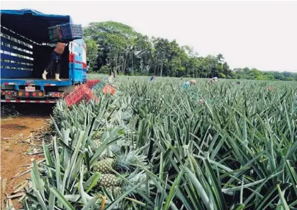  ?? ARCHIVO ?? La zona norte es donde hay más área cultivada con piña en el país. Esta fruta es el segundo producto individual de exportació­n, con cifras muy cercanas al banano; en el 2017 generó $941 millones.