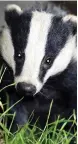  ??  ?? Reprieve: A badger