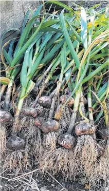  ??  ?? It’s time to harvest homegrown garlic when half of the leaves have yellowed. Carefully dig the bulbs and hang the plants to cure for two weeks.