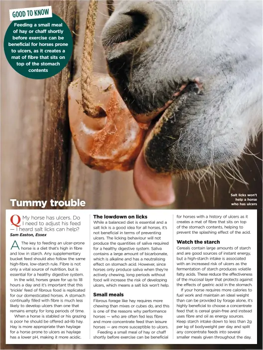  ??  ?? Salt licks won’t help a horse who has ulcers