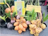  ??  ?? BOUNTIFUL BUNCH: Improved varieties of fruit and coconut trees that yield bigger and better produce were among the best sellers at the Kaset Fair.