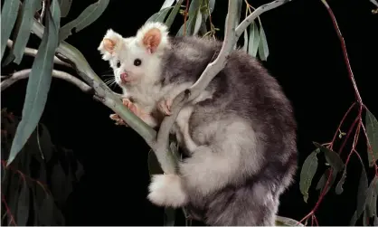  ?? Photograph: Auscape Internatio­nal Pty Ltd/Alamy ?? Glencore submitted documents to the federal government listing the threatened species, including the greater glider, found on its proposed Valeria coalmine site.