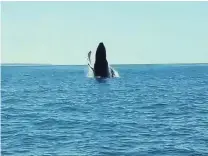  ??  ?? Splish, splash . . . Stills taken from a video by Riki Wills, of Oamaru, show a humpback whale breaching off the coast of Oamaru on Sunday.
