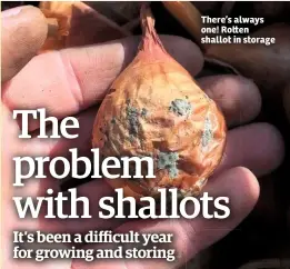  ??  ?? There’s always one! Ro en shallot in storage