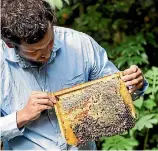  ?? JASON CREAGHAN ?? Nick Holmes, who set up Natural Beekeeping New Zealand, shows what he does with his unique Warre hives.