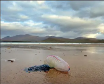  ?? Photos by Declan Malone ?? One of the more than 100 Portoguese man o’ war that washed up on Béal Bán strand on Sunday. RIGHT: Despite the danger, barefoot Paul McCarthy wasn’t put off kitesurfin­g at Béal Bán. He has been stung by a man o’ war before and said it felt like a red hot poker.