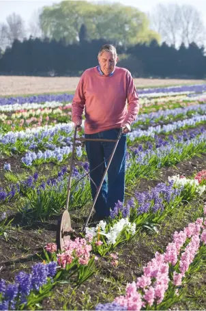  ??  ?? Alan Shipp, custodian of many of the rarest hyacinths in the world, at work in his hyacinth field at Waterbeach, Cambridges­hire. From the mid 1980s, hyacinths began to take over from potato crops on his farm. The colourful crops gained a further boost...