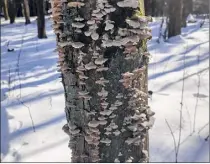  ?? Gillian Scott / Special to the Times Union ?? Fungus decorates a tree trunk at Lisha Kill Natural Area in Niskayuna.