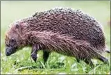  ??  ?? Ein Igel sucht nach Futter. Nicht nur alkoholisc­he Getränke, auch vergärende Früchte können Tiere in einen Rausch versetzen. Foto: J. Stratensch­ulte, dpa