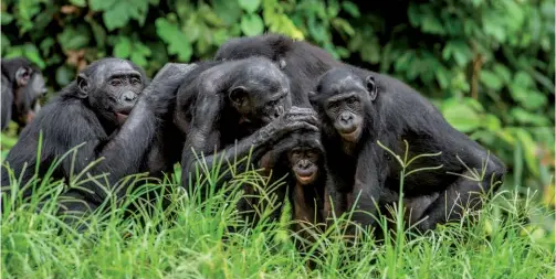  ?? ?? Uno scimpanzé bonobo (l’animale più vicino a Homo sapiens nella scala evolutiva) o un ungulato hanno sensibilit­à ben differenti da quelle di una vipera o di una zanzara