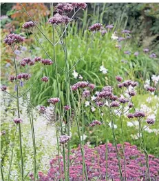  ?? FOTO: H. GRÖNE ?? Eisenkraut, dazu im Hintergrun­d Fetthenne und Präriekerz­e, im Garten Gröne gedeihen auch bei Hitze.