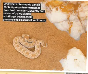  ??  ?? Une vipère dissimulée dans le sable représente une menace pour l’oeil non averti. Staintly sait reconnaîtr­e les signes subtils qui trahissent la présence de ce serpent venimeux.