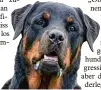  ?? Foto: Thissen, dpa ?? Rottweiler unterlie gen der Kampfhun deverordnu­ng.