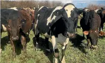  ??  ?? Ben and Lizzy Moore farm 450 cows at Okororie under a lease price linked to milk payout.