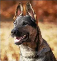  ?? CONTRIBUTE­D BY MIDDLETOWN POLICE ?? Middletown Police Department canine Koda will receive a bullet- and stab-proof vest this fall.