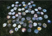  ?? ?? Shells belonging to pilgrims are seen June 3 in Villarmert­ero de Campos, Spain. The shells are the symbol of the Camino de Santiago.