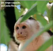  ??  ?? Un singe capucin, au Costa Rica.