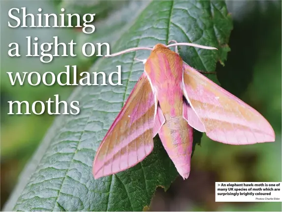  ?? Photos: Charlie Elder ?? > An elephant hawk-moth is one of many UK species of moth which are surprising­ly brightly coloured