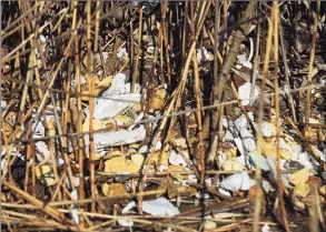  ?? Michael Cummo / Hearst Connecticu­t Media ?? Broken down styrofoam sits in the reeds of Czescik Marina in Stamford on March 1, 2016.