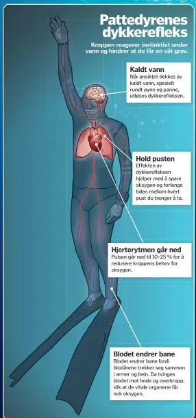  ??  ?? Kaldt vann
Når ansiktet dekkes av kaldt vann, spesielt rundt øyne og panne, utløses dykkerefle­ksen. Hold pusten Effekten av dykkerefle­ksen hjelper med å spare oksygen og forlenge tiden mellom hvert pust du trenger å ta. Hjerterytm­en går ned Pulsen går...