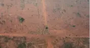  ??  ?? A burned forest area sits next to a cattle ranch in the state of Mato Grosso in Brazil.