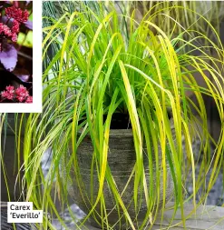  ?? ?? Carex ‘Everillo’