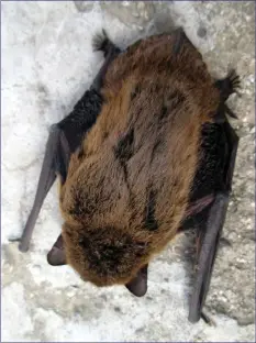  ??  ?? Common Pipistrell­e roosting, head down.