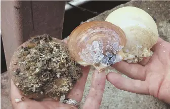  ?? AP PHOTO ?? SEA HARVEST: Three scallops — part of one of the first serious attempts to farm the shellfish in the United States — are seen in various stages of cleaning in Portland, Maine.