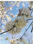  ?? FOTO: LIESENDAHL ?? Die Blüten der Wildkirsch­e liefern Nahrung für Bienen.