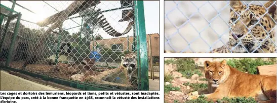  ??  ?? Les cages et dortoirs des lémuriens, léopards et lions, petits et vétustes, sont inadaptés. L’équipe du parc, créé à la bonne franquette en , reconnaît la vétusté des installati­ons d’origine.