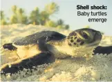  ??  ?? Shell shock:
Baby turtles emerge