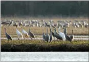  ?? DAVE DIETER — THE HUNTSVILLE TIMES VIA AP ?? Three endangered white whooping cranes walk among a flock of gray sandhill cranes at Alabama’s Wheeler Wildlife Refuge in 2012. Cranes winter at the refuge every year.