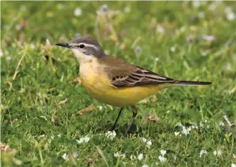  ?? ?? FIVE: Female Blue-headed Wagtail (Lesvos, Greece, 7 April 2006). Female Blue-headed Wagtails are essentiall­y a muted version of the male, but are very difficult to separate from other Yellow Wagtail subspecies, including British Yellow and Spanish Wagtails. The appearance of this bird is typical, however, with soft blue-grey hues in the head, a prominent superciliu­m both before and behind the eye, pale-centred ear coverts and extensive pale yellow in the throat.