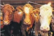  ??  ?? SCARCITY: Scottish farmers are keeping fewer beef cows.